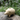 Front view of Helen the Hedgehog Pipe, a small, textured ceramic pipe, sitting amongst green foliage.