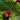 A close-up of the Aragorn Shire Pipe resting on a bed of vibrant green moss.
